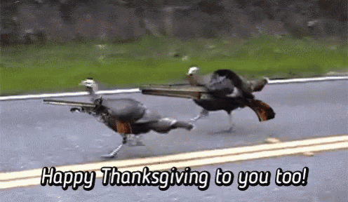 Two Turkeys Are Running Down A Road With The Words Happy Thanksgiving To You Too On The Bottom GIF