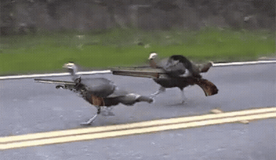Two Turkeys Running With Guns In Beaks GIF