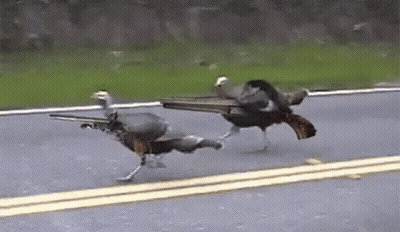 Two Turkeys Running With Guns In Beaks GIF