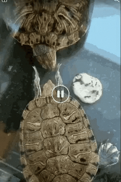 Two Turtles Are Sitting Next To Each Other With The Number 11 In The Center GIF