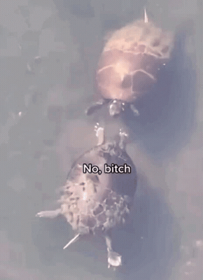 Two Turtles Are Swimming In A Pond With The Words `` No Bitch '' Written On The Bottom . GIF