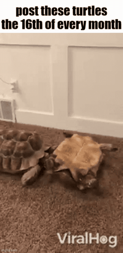 Two Turtles Crawling Post The 16Th Every Month GIF