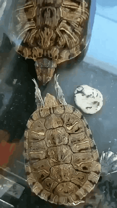 Two Turtles Sitting Next To Each Other GIF