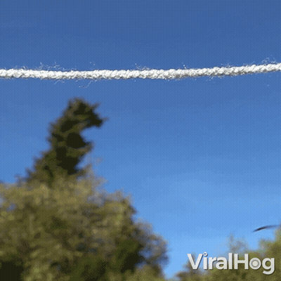 Two Wasps Are Hanging On A Clothes Line And The Words Viralhog Can Be Seen In The Corner GIF