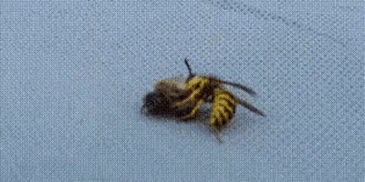 Two Wasps Are Sitting On A Piece Of Fabric . GIF