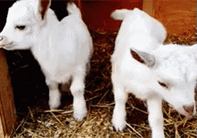 Two White Baby Goats Standing In Hay GIF