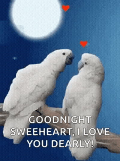 Two White Birds Are Sitting Next To Each Other On A Tree Branch . GIF
