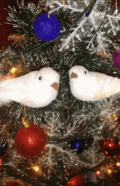 Two White Birds Are Sitting On A Christmas Tree With Red And Blue Ornaments GIF