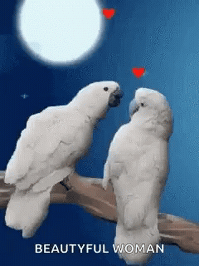 Two White Birds Are Sitting On A Tree Branch With Hearts In Their Beaks . GIF