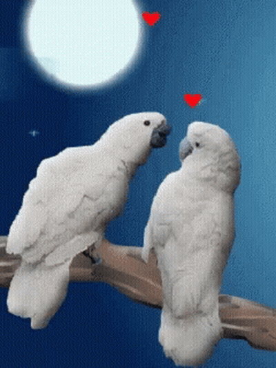 Two White Birds Sitting On A Branch With Red Hearts In The Sky GIF
