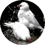 Two White Birds Standing In Water Sticker