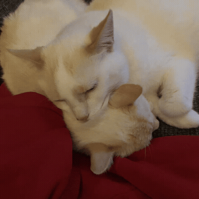 Two White Cats Laying Next To Each Other On Red Cloth GIF