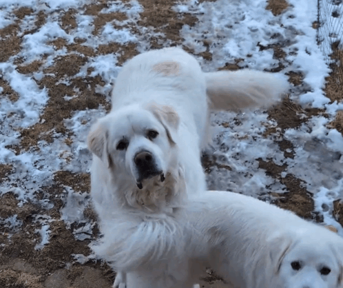 Two White Dogs In Snow GIF