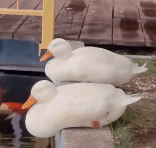 Two White Ducks Are Sitting Next To Each Other On A Ledge Near A Body Of Water . GIF
