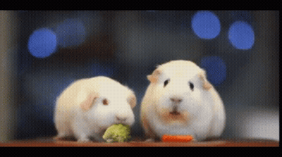 Two White Guinea Pigs Are Eating Broccoli And Carrots GIF