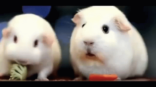 Two White Guinea Pigs Eating Carrot And Broccoli GIF