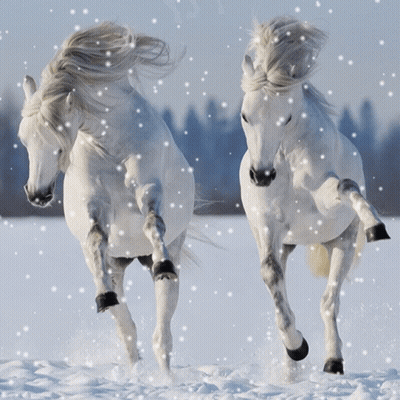Two White Horses Running In The Snow With Snow Falling GIF