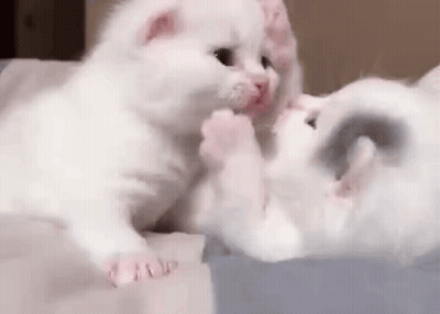 Two White Kittens Are Playing With Each Other On A Bed And Looking At Each Other . GIF