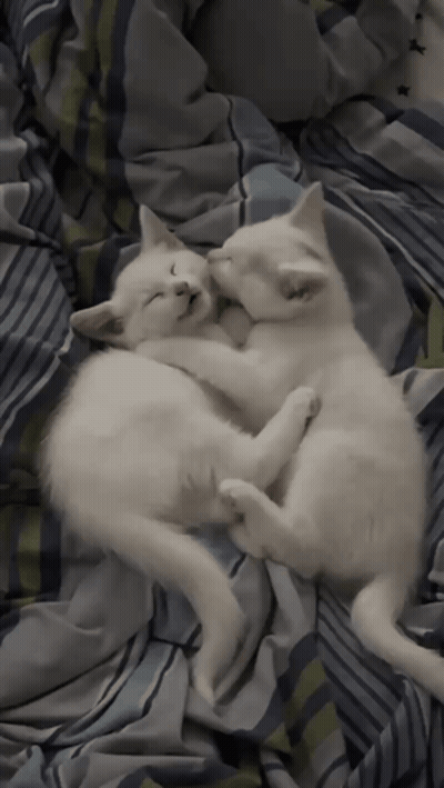 Two White Kittens Sleeping On A Bed With Striped Blankets GIF