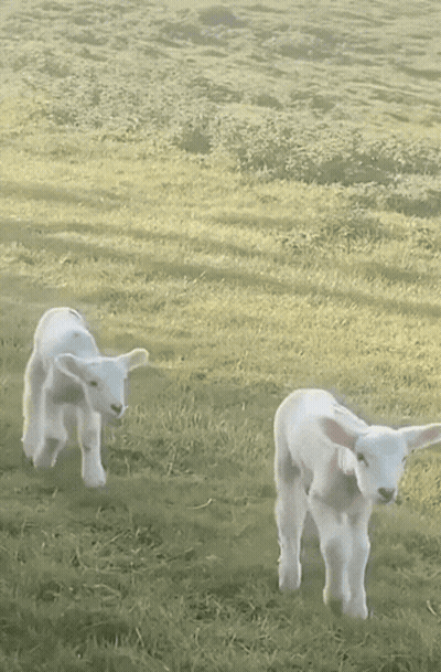 Two White Lambs Standing In Grassy Field GIF
