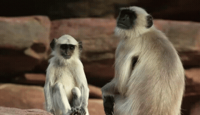 Two White Monkeys Are Sitting Next To Each Other And Looking At The Camera GIF