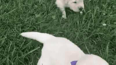 Two White Puppies Are Playing In The Grass And One Of Them Is Wearing A Purple Collar . GIF