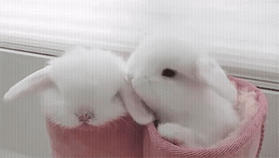 Two White Rabbits Are Sitting In Pink Boots On A Window Sill . GIF