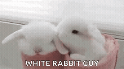 Two White Rabbits Are Sitting Next To Each Other On A Pink Towel . GIF