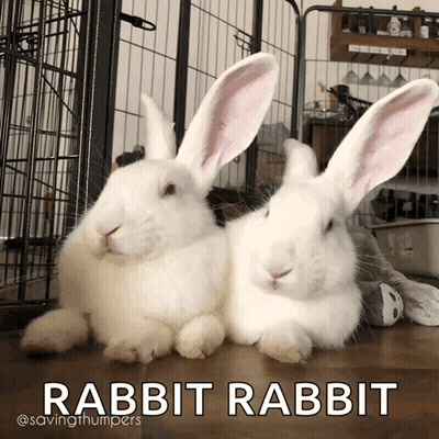 Two White Rabbits Lying Side By Side GIF