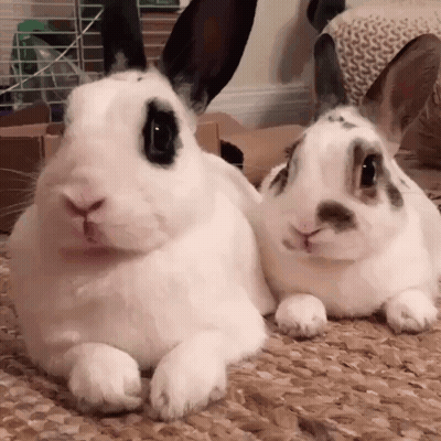 Two White Rabbits Lying Together GIF