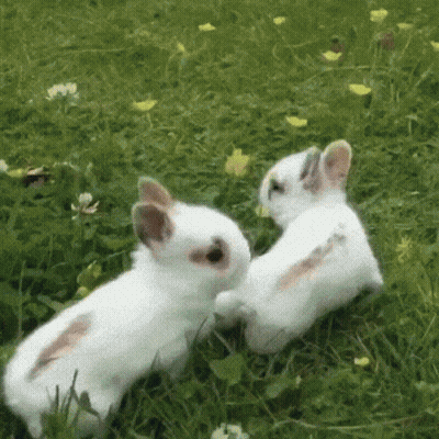 Two White Rabbits Playing One Scratching The Other's Back GIF
