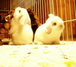 Two White Rabbits Sitting Together GIF