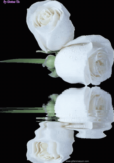 Two White Roses Reflected In Water GIF