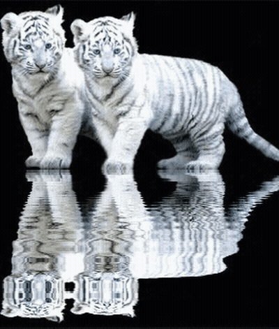 Two White Tiger Cubs Reflected In Water GIF
