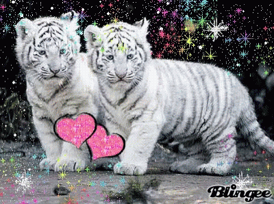 Two White Tiger Cubs With Pink Heart GIF