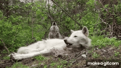Two White Wolves Are Laying In The Grass In The Woods And Howling . GIF