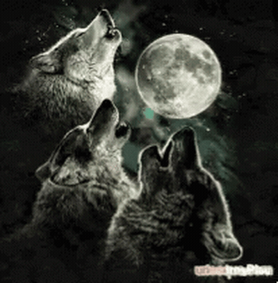 Two Wolves Howling At The Full Moon In The Night Sky GIF