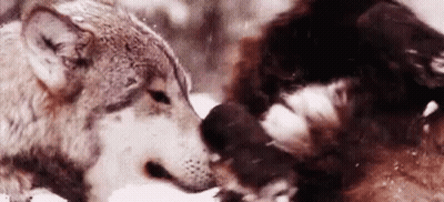 Two Wolves Kissing In Snow GIF