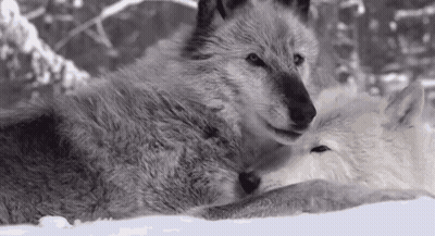 Two Wolves Lying In Snow GIF