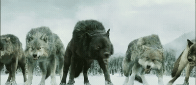 Two Wolves On Rocky Hill GIF