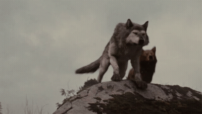 Two Wolves On Rocky Hill GIF