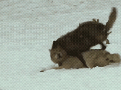 Two Wolves Playing In Snow One Lying GIF