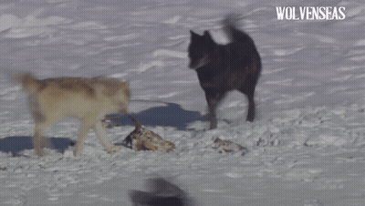 Two Wolves Playing In Snow With Wolveseas GIF