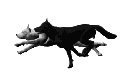 Two Wolves Running Together Sticker