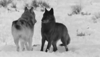 Two Wolves Standing In Snow GIF