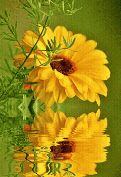 Two Yellow Flowers Reflected In Water GIF