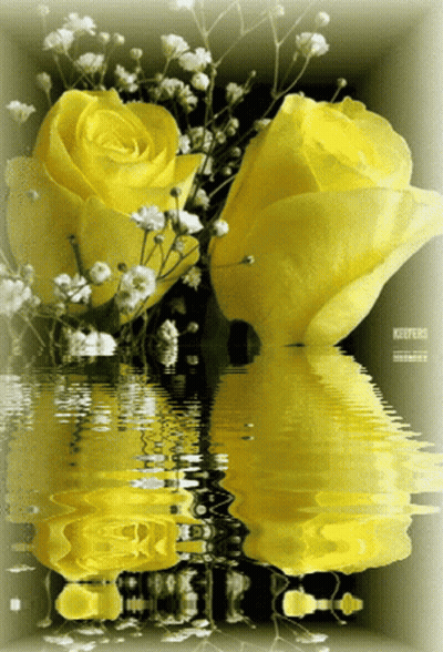 Two Yellow Roses Reflected In Water With Keepers GIF