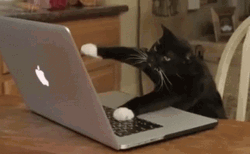 Typing Cat All Work And No Play GIF