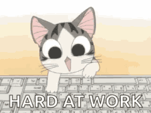 Typing Cat Hard At Work