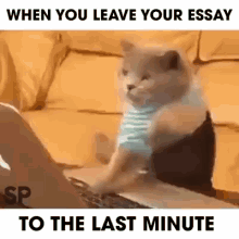 Typing Cat Leave Your Essay To The Last
